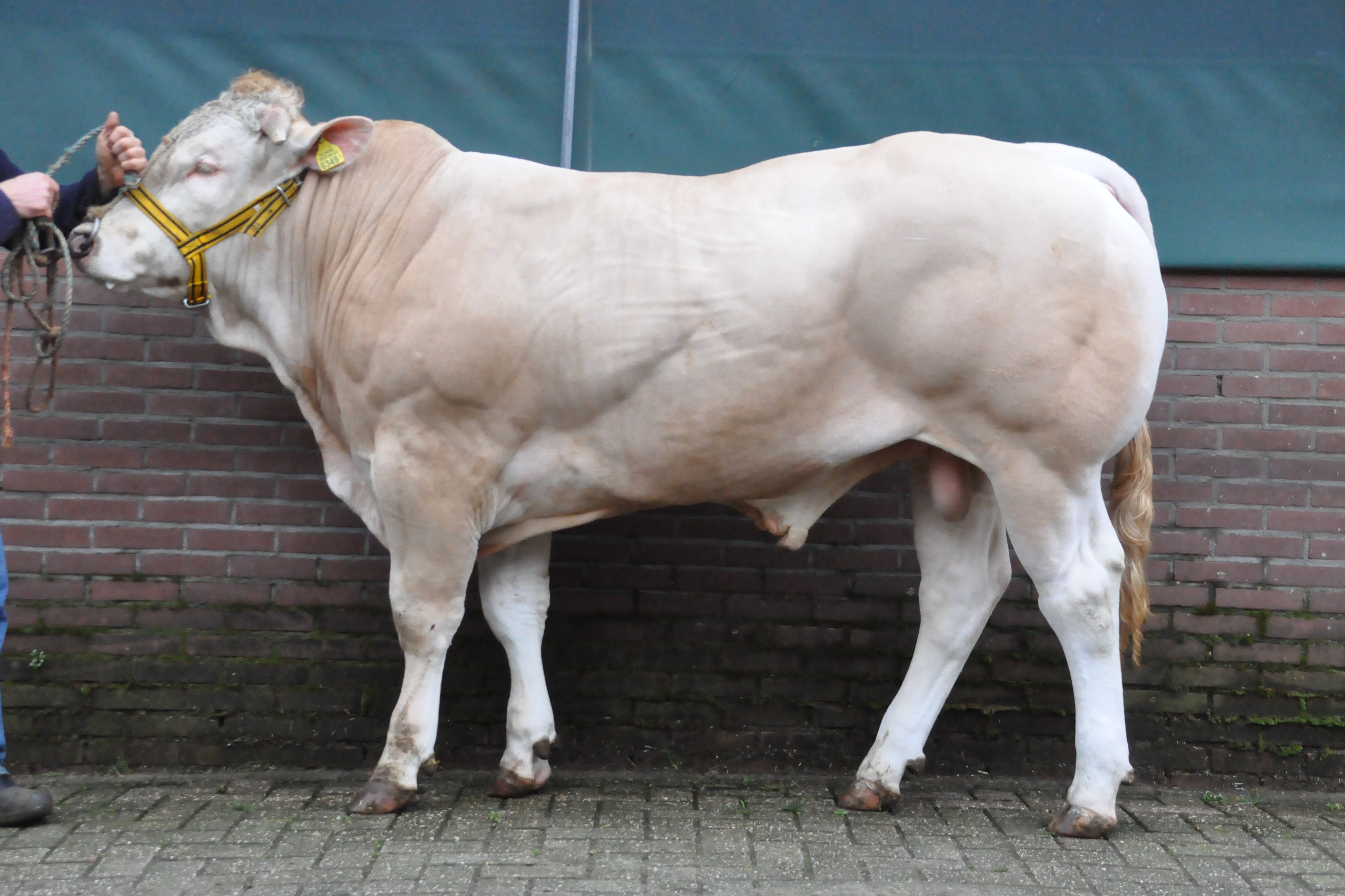 BAC Oregon lijstaanvoerder geregistreerde kalveren 2024