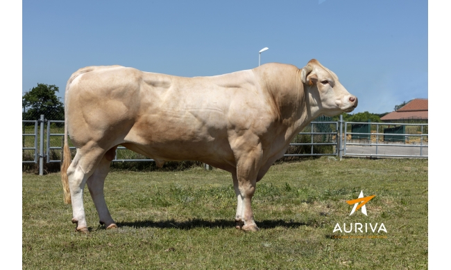 Largo en Louis topaanvoerders jongveekeuring