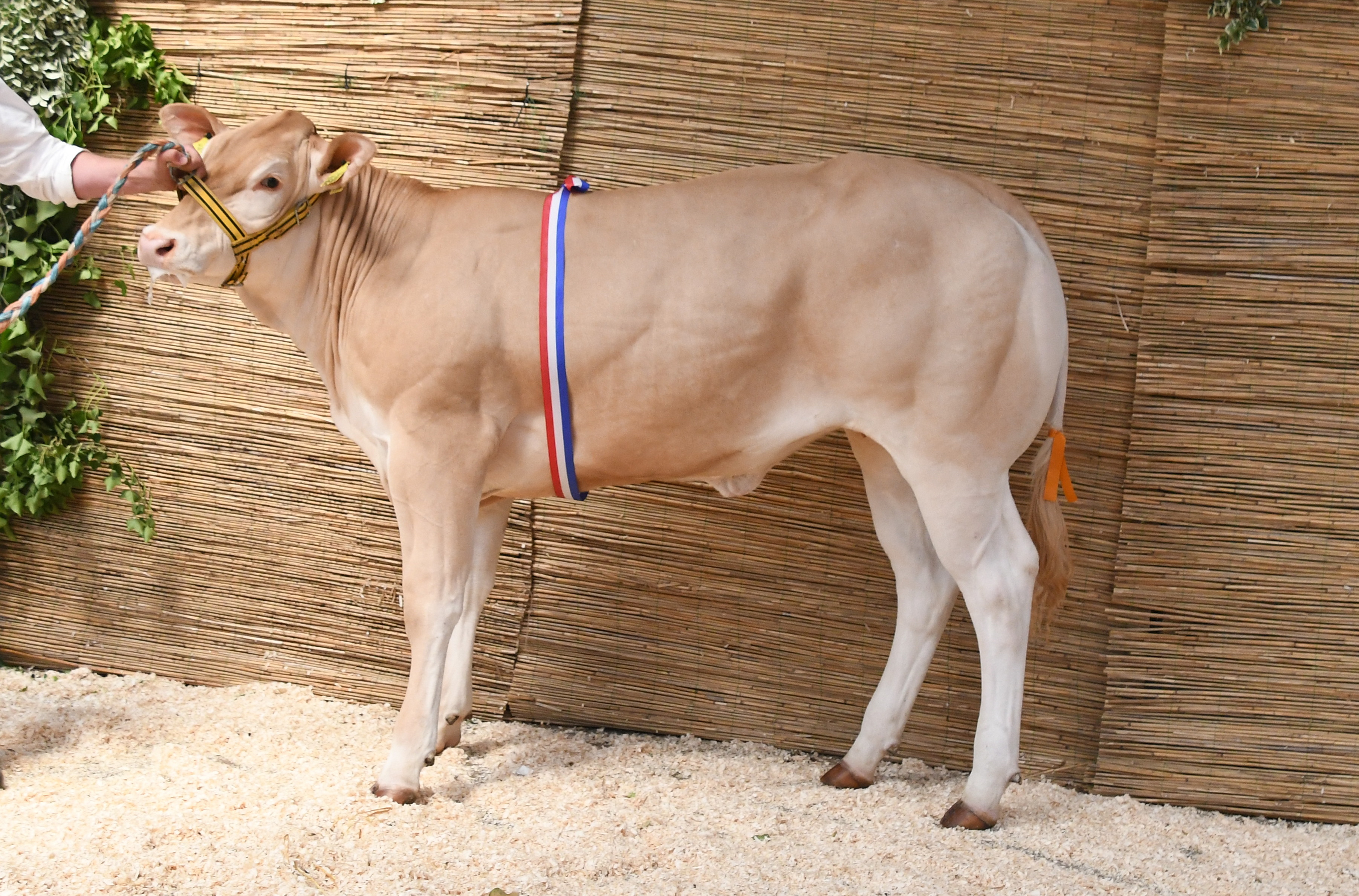 Vega Malo Algemeen  Dagkampioen van Koekange UPDATE