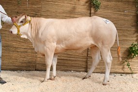RK Valexia vd Woeste Hoeve