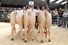 groep de Woeste Hoeve