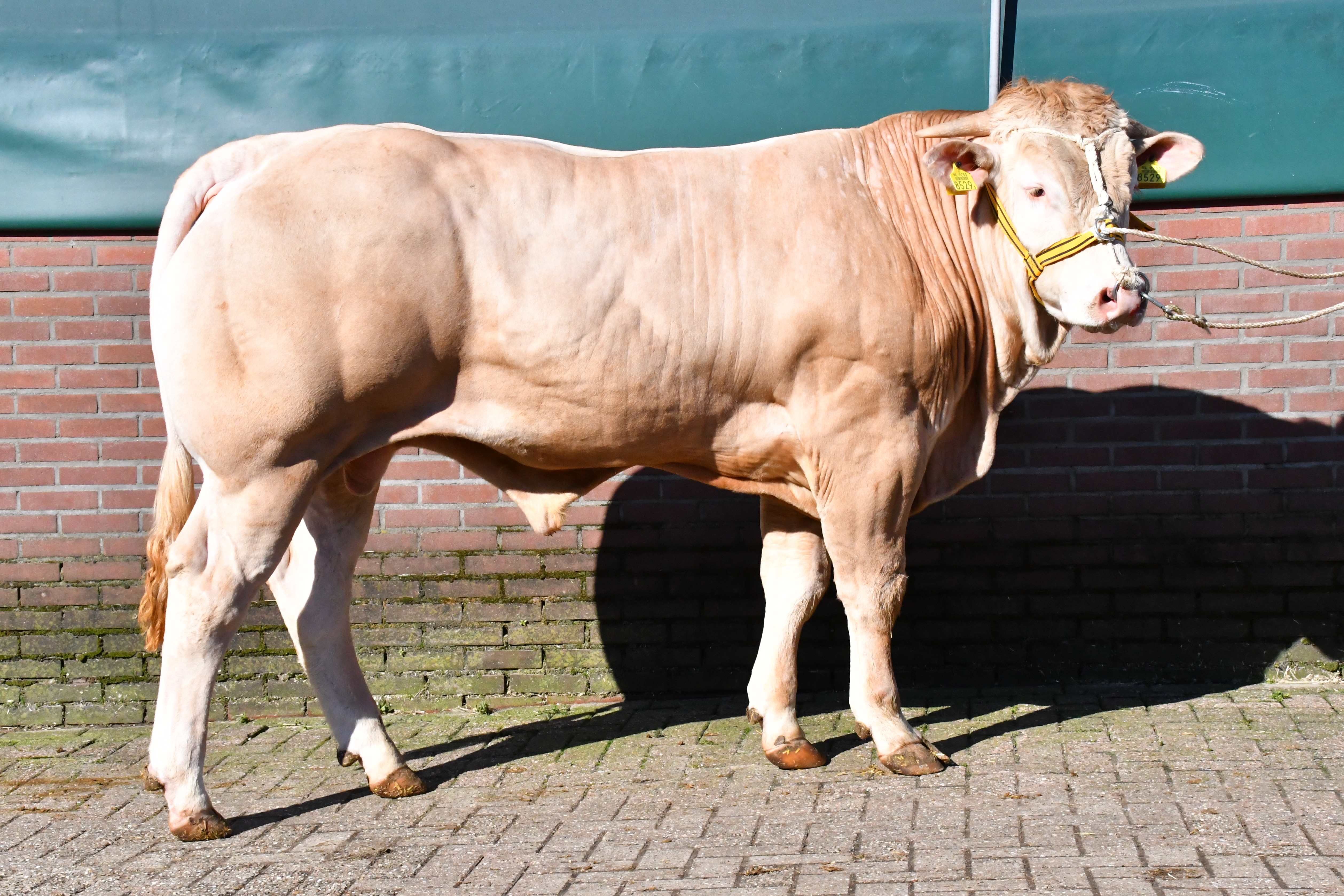 Slachtrecord voor BAC Duivendal Ricardo