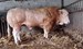 BAC Duivendal Ricardo op 25-4-2025
