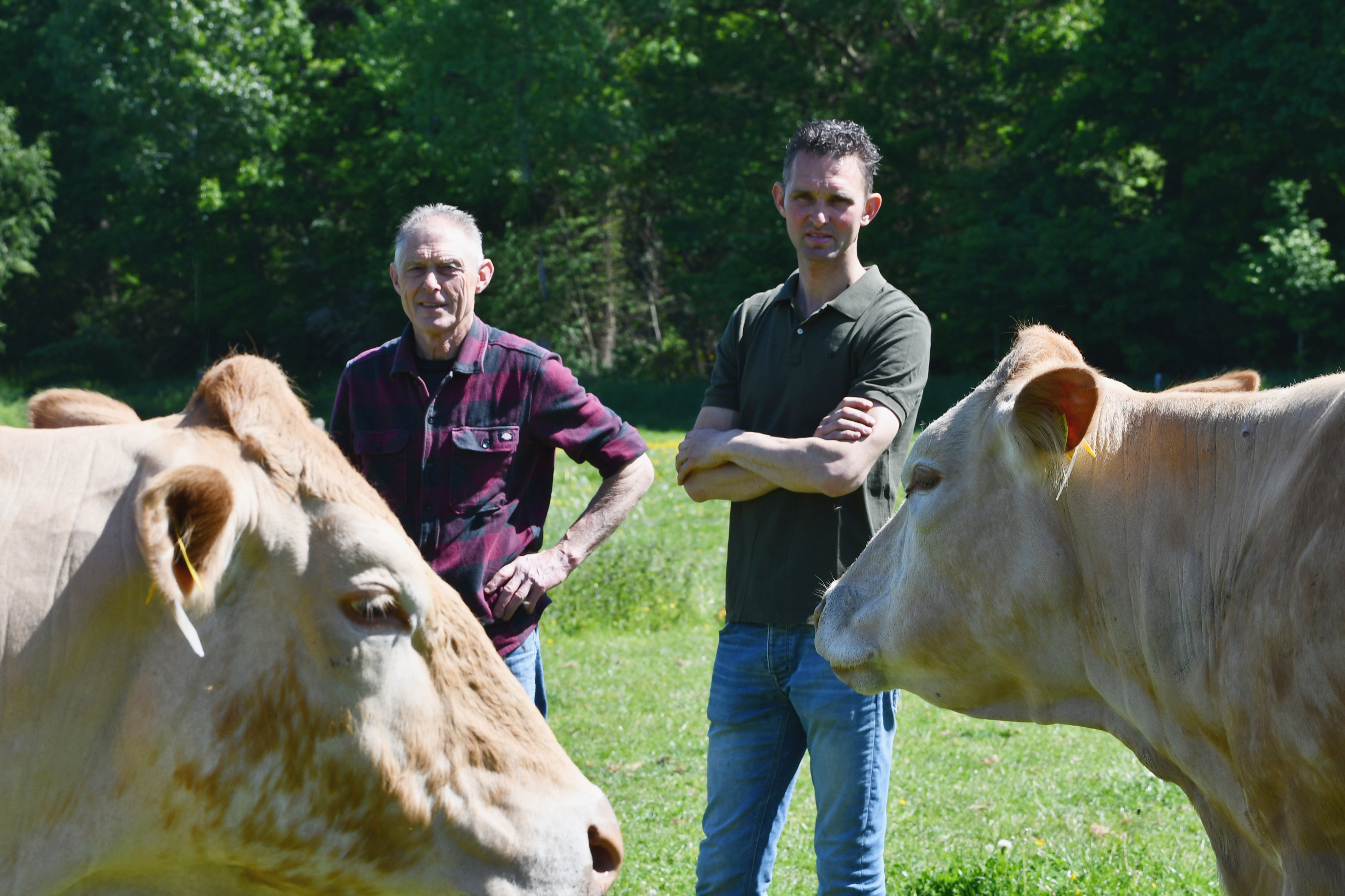 Door fokkerij interesse goede Blondes aangeschaft