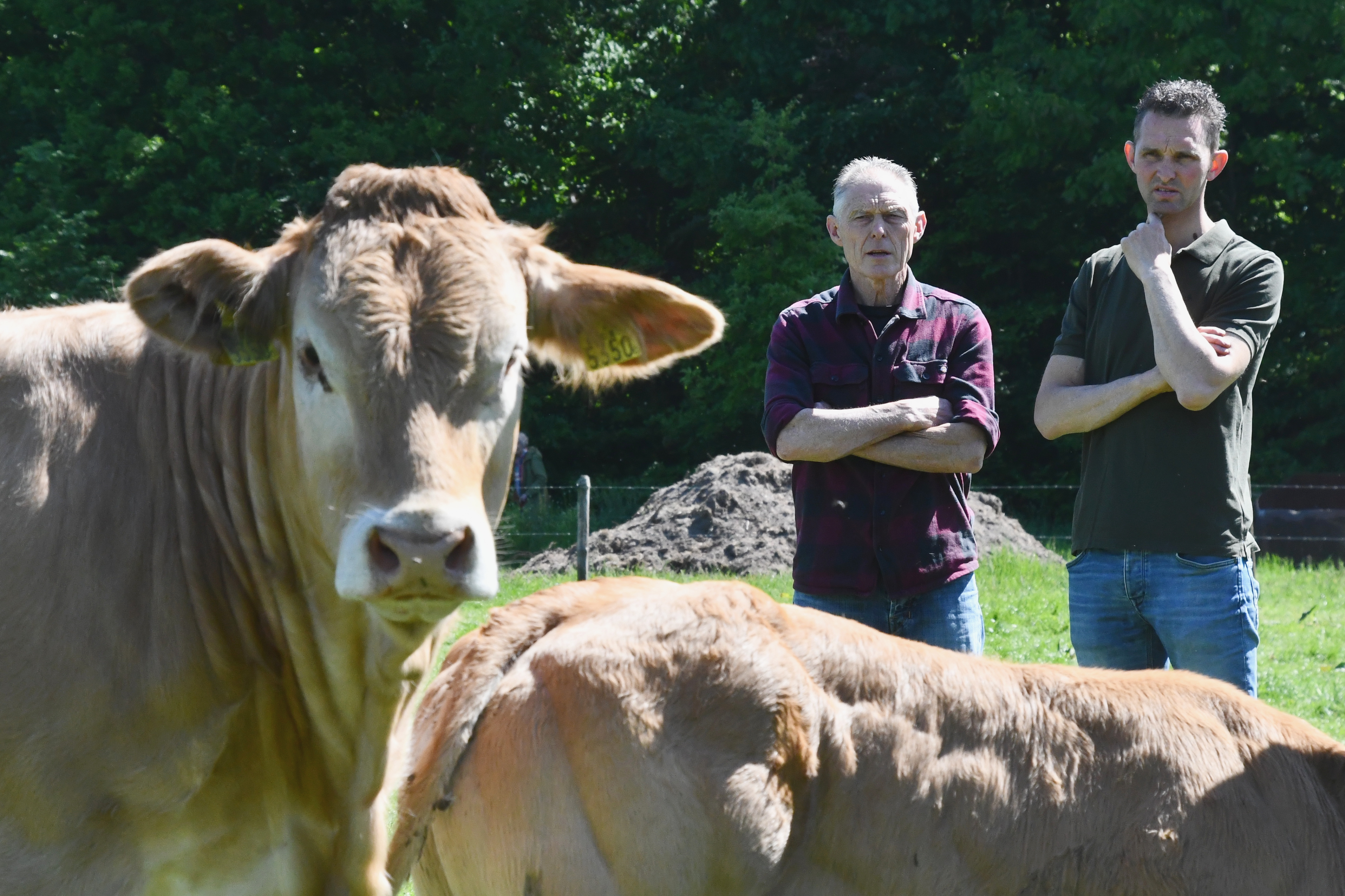 Theo en Jan Kemps focussen op een grote economische koe die probleemloos afkalft