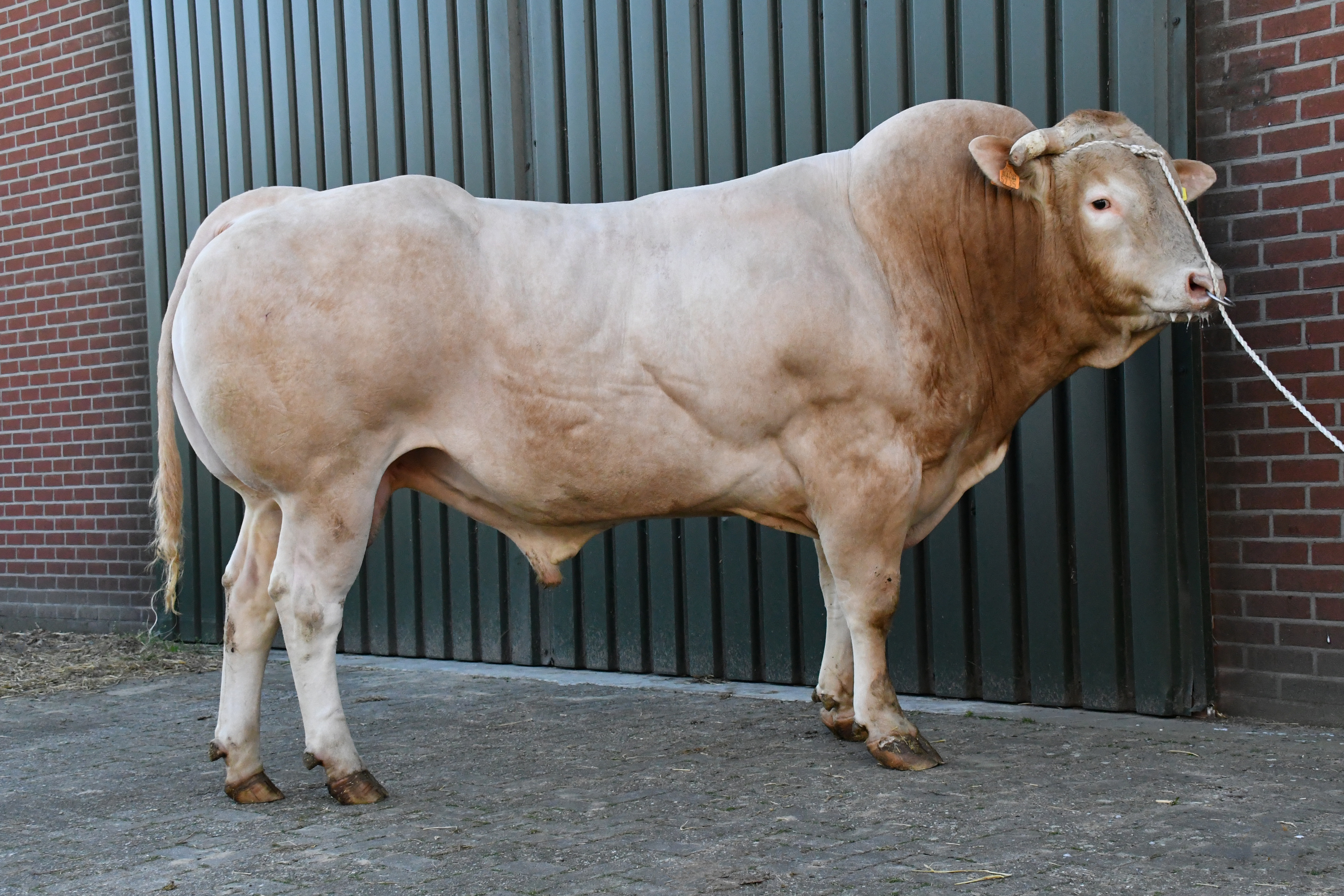 Stambomen toekomstige BAC stieren online