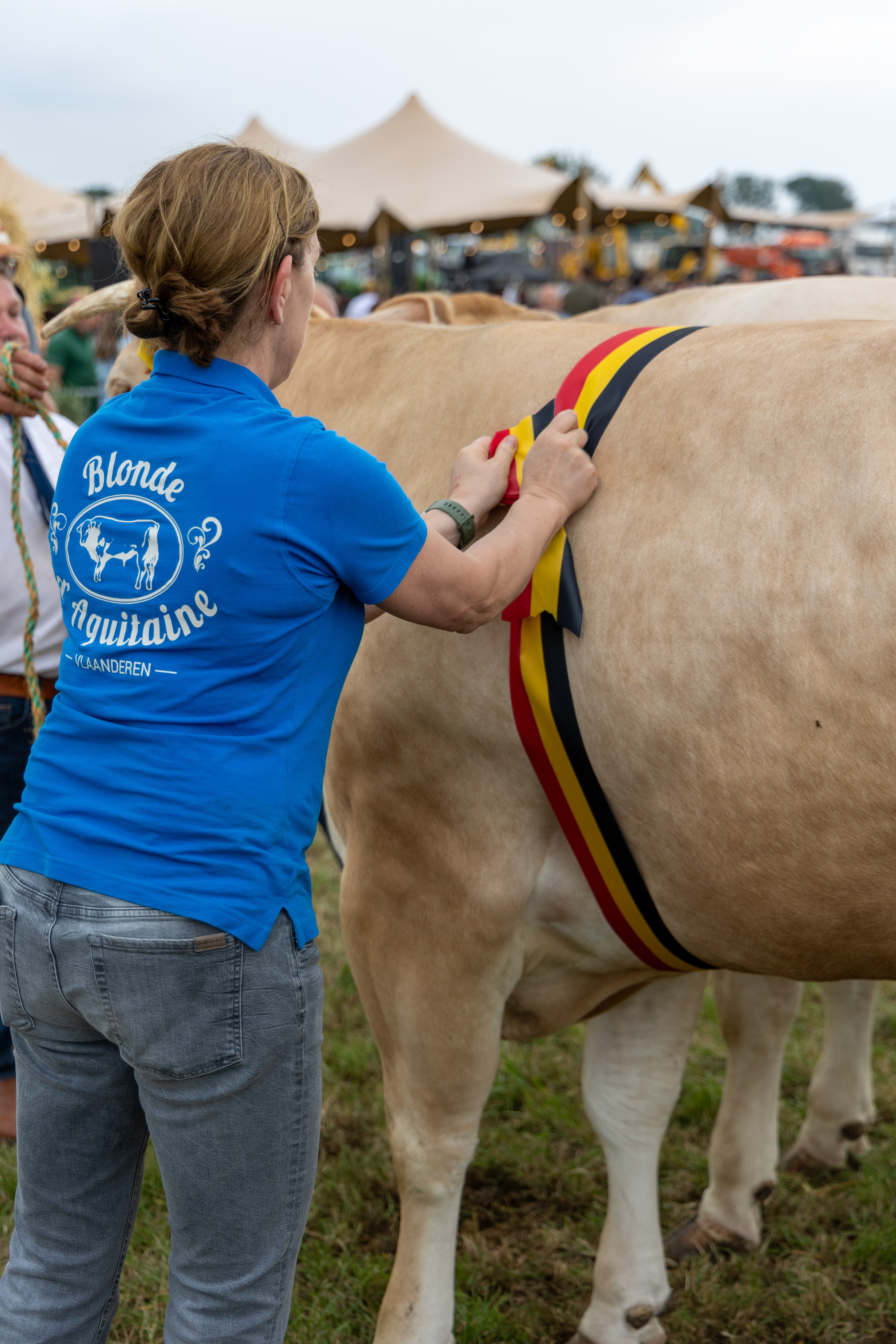 Blonde d'Aquitaine keuring in het Belgische Bogaarden
