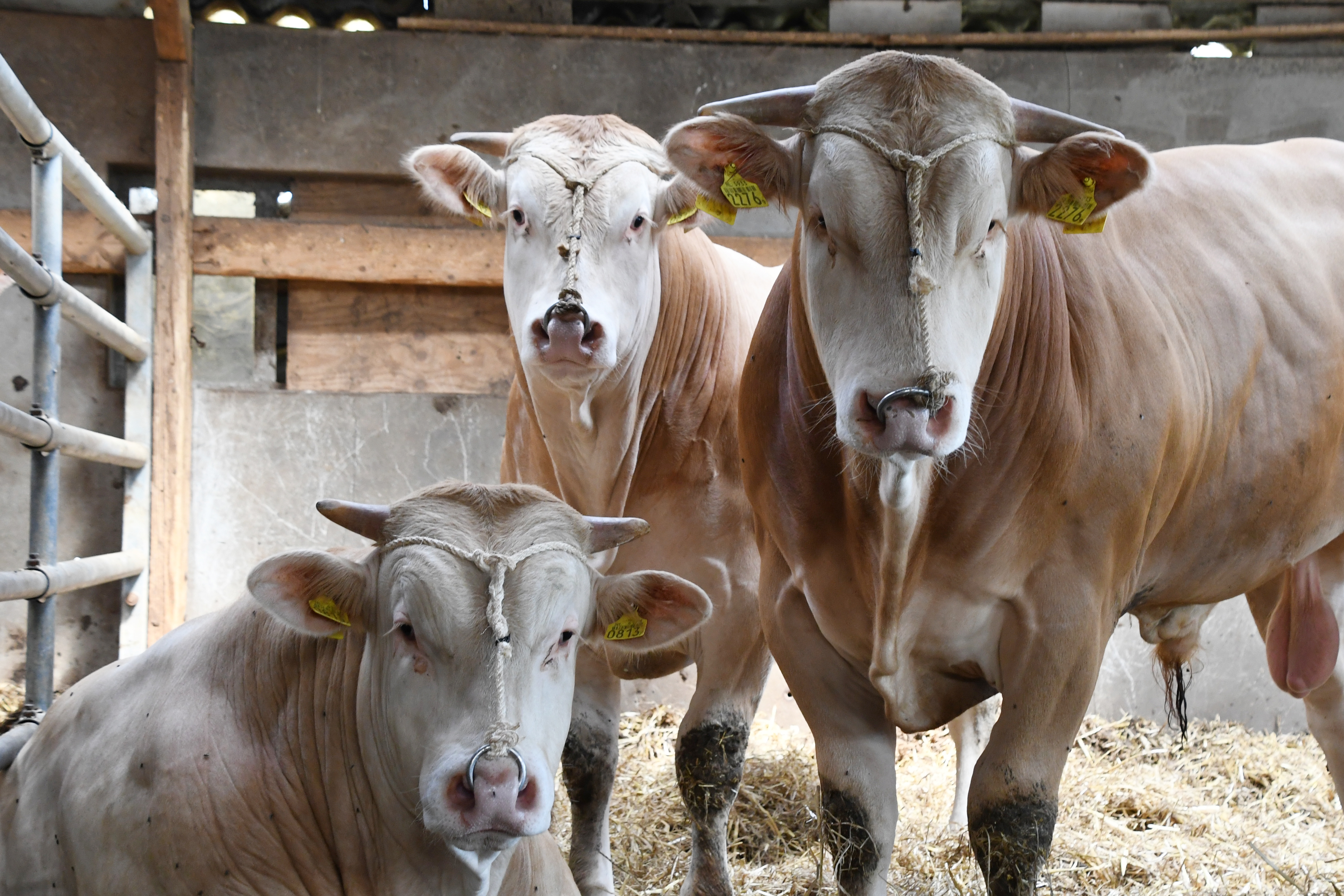 Kijkje op het BAC opfokstation