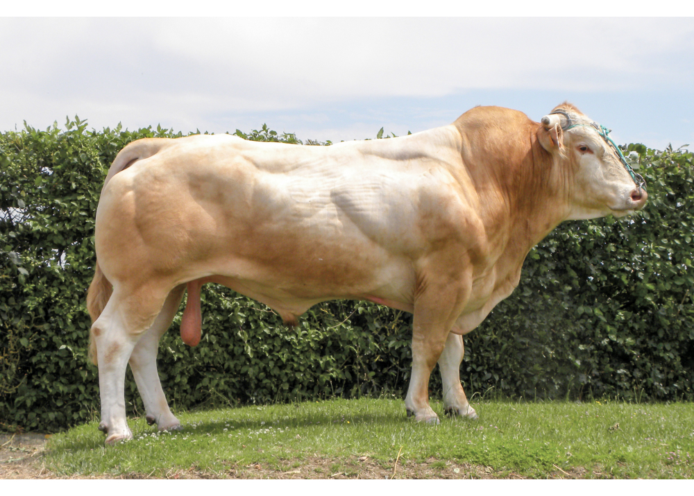 Nieuwe fokwaarden exterieur Blonde d'Aquitaine stieren