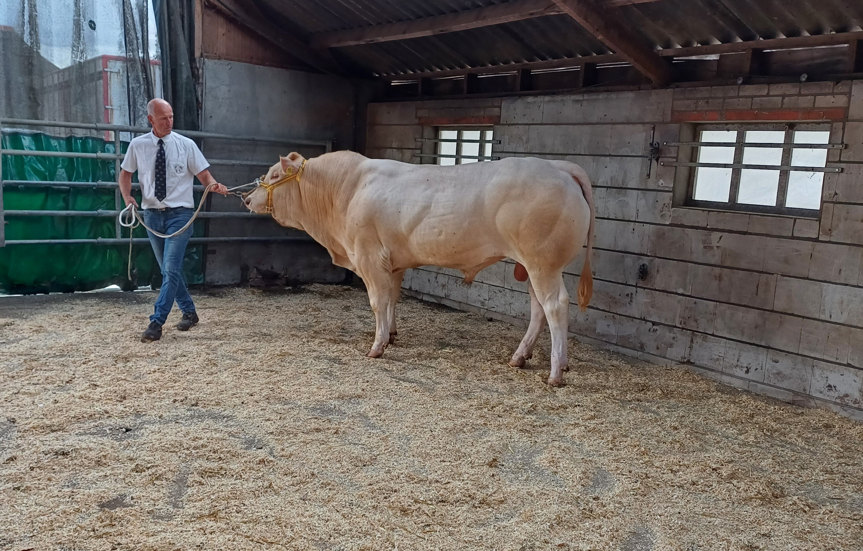 BAC veilingstieren ingeschreven