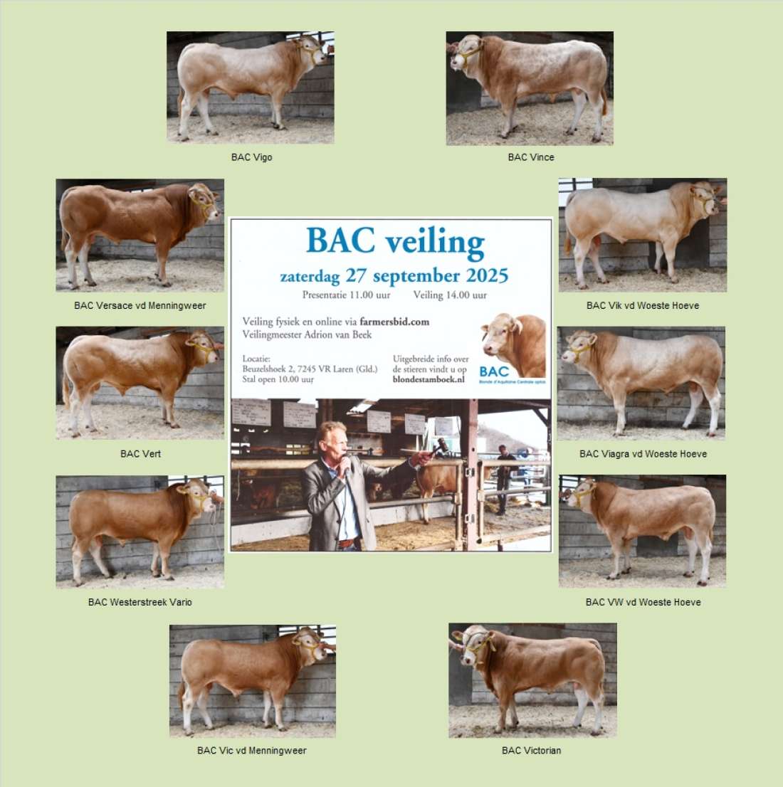 Fotostambomen van de BAC veilingstieren 