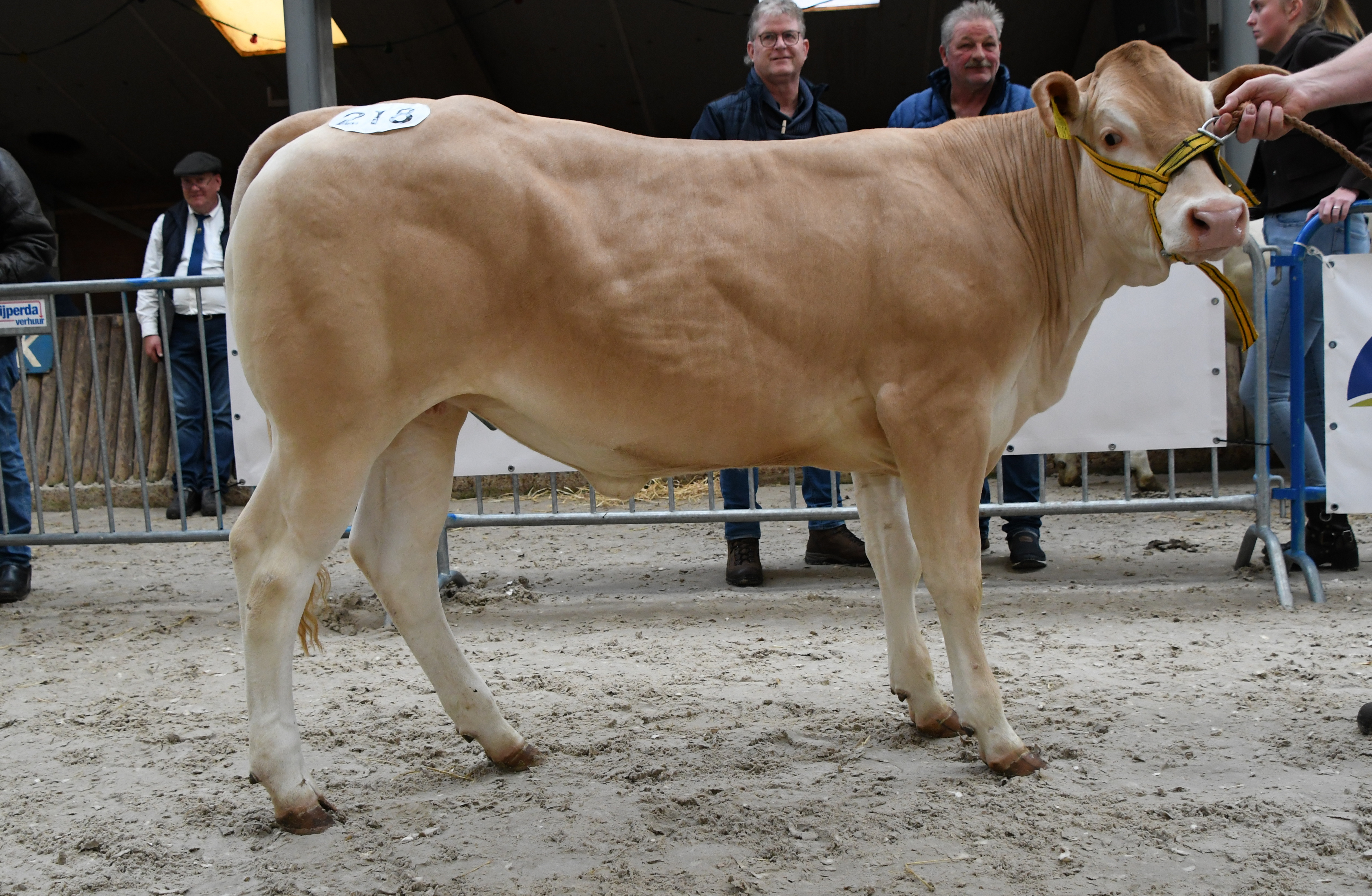 Vrouwelijke Blondes van zeer hoog niveau in Mariënheem