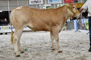 Vega Malo