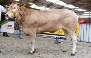 Valexia vd Woeste Hoeve