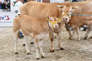 Orchidée met haar kalf op de NVM