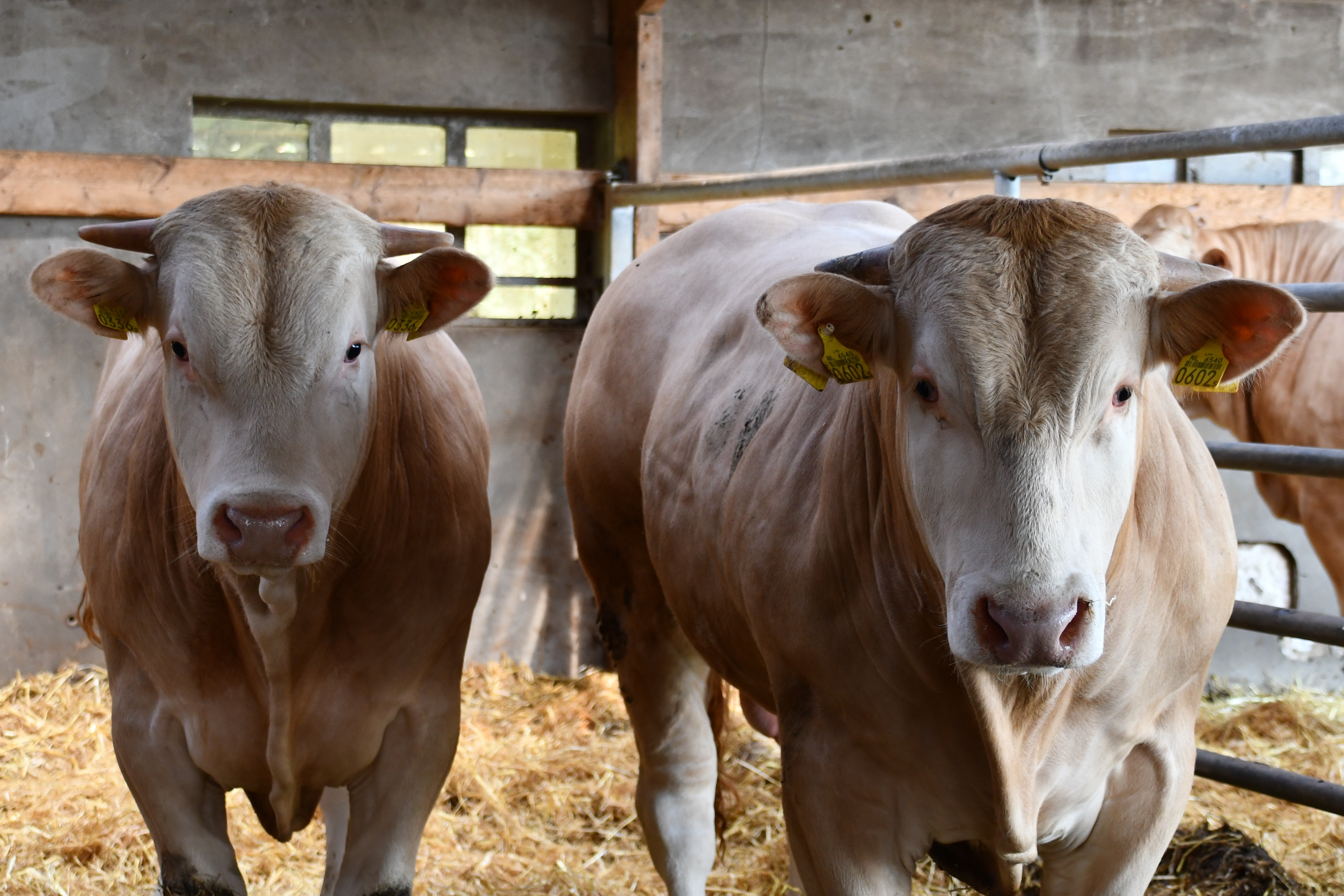 Aanmelden stiertjes centrale opfok BAC in Laren