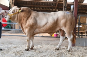 BAC Usainbolt veilingtopper maart 2025