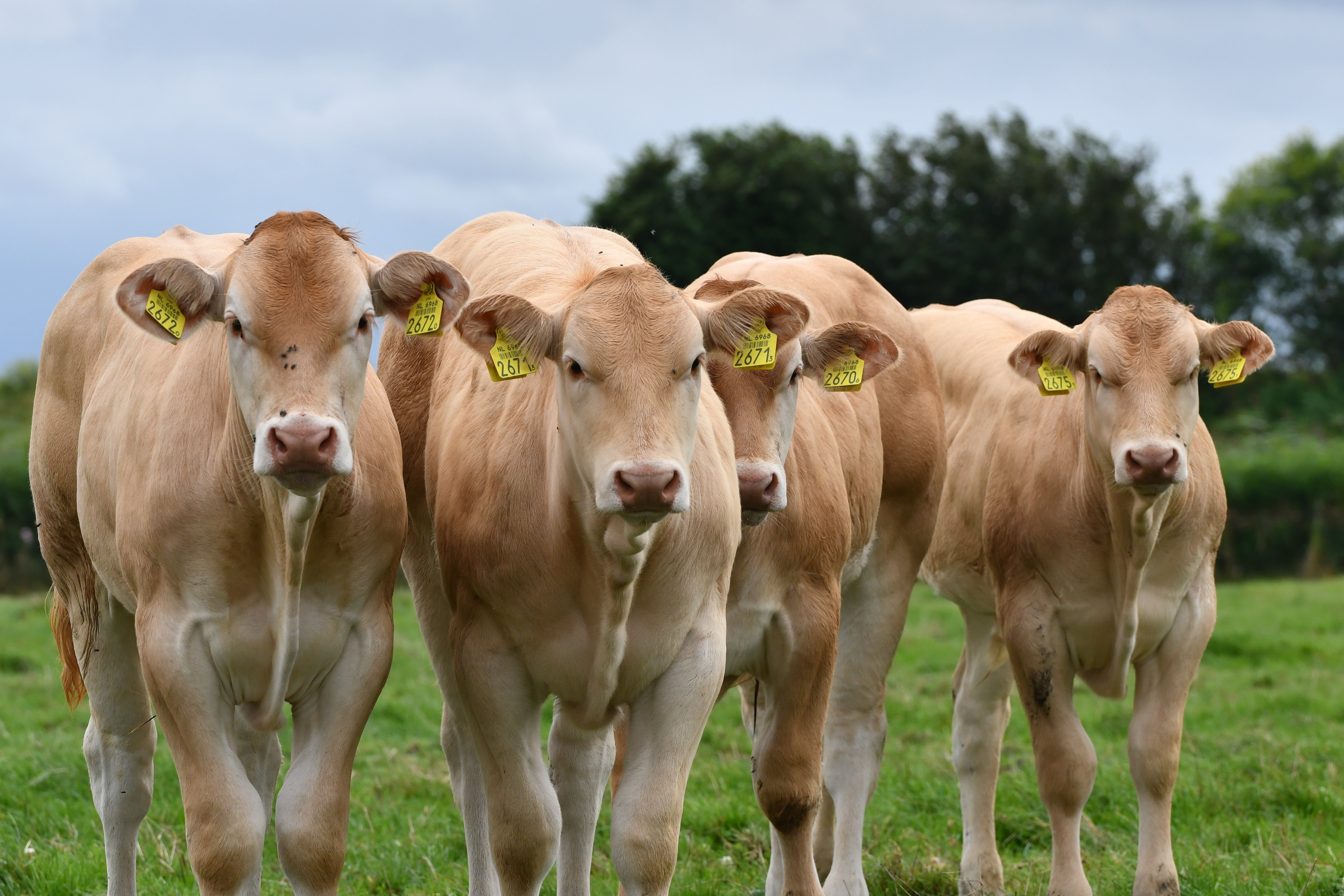 De B is beginletter kalvernamen