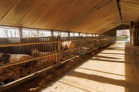 boxen voor individuele huisvesting boerderij Lutke Veldhuis