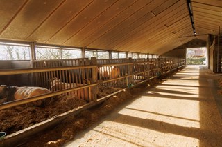 boxen voor individuele huisvesting boerderij Lutke Veldhuis