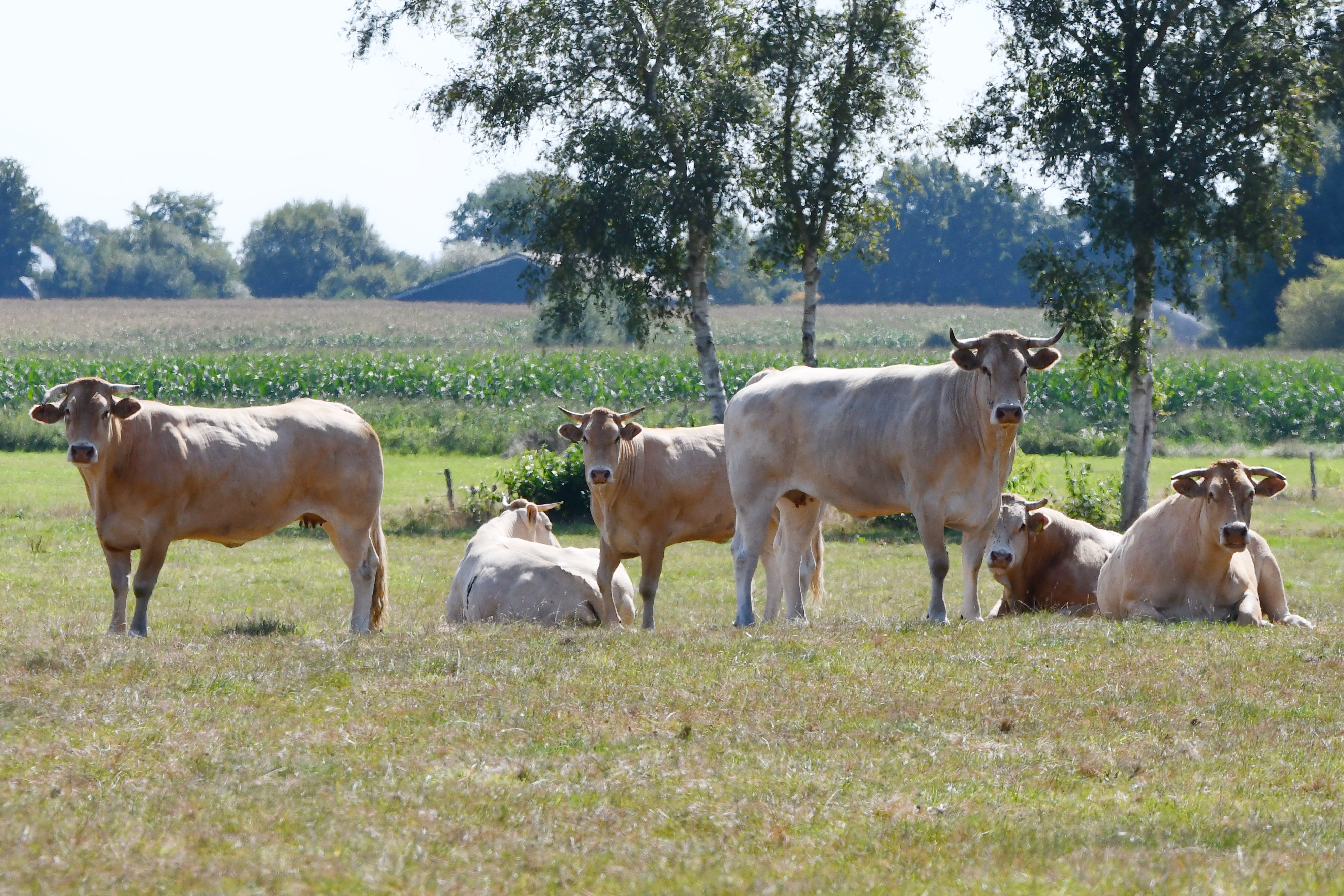 Nieuwe fokwaarden exterieur van de koeien 