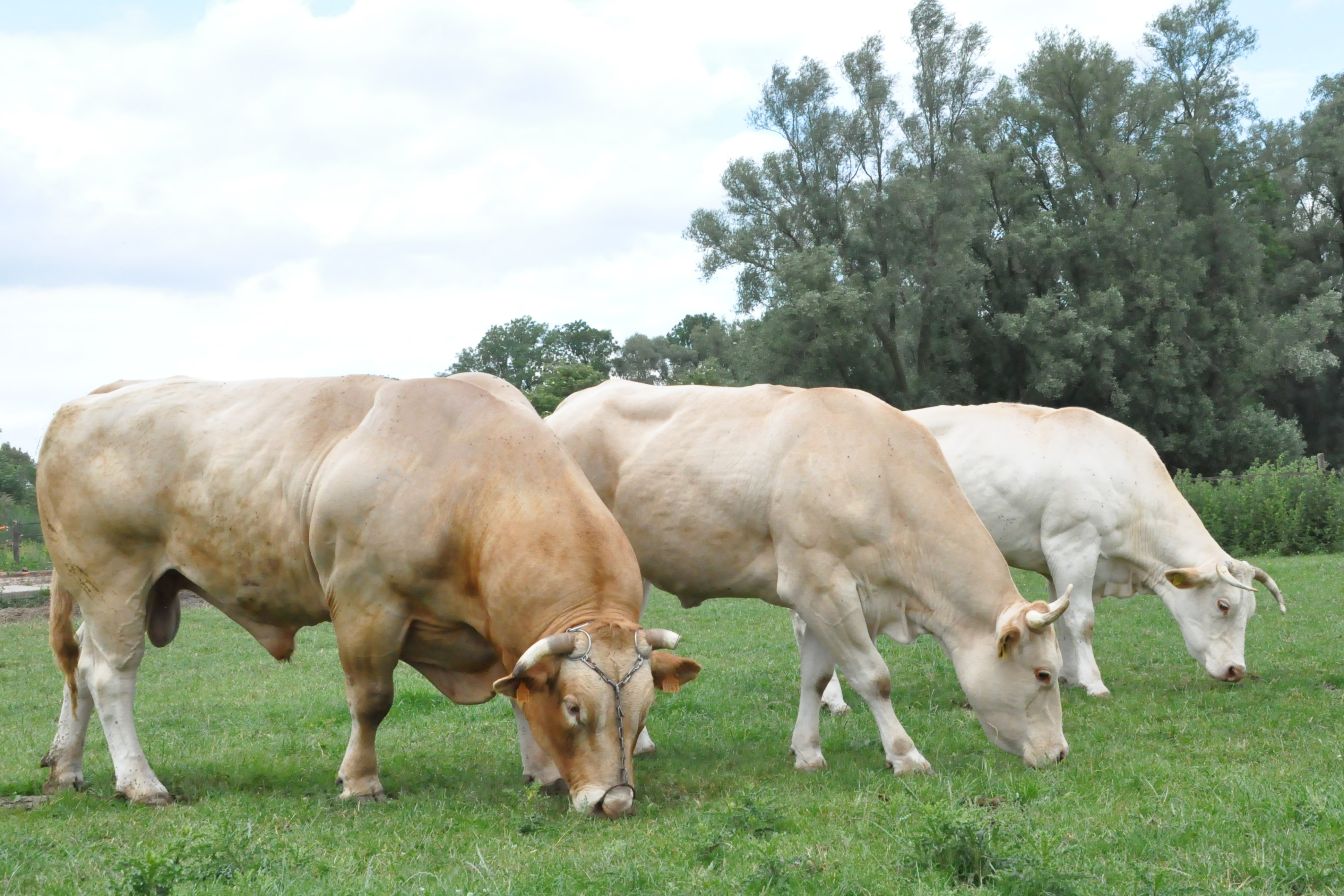 Nieuwe IBOVAL indexen