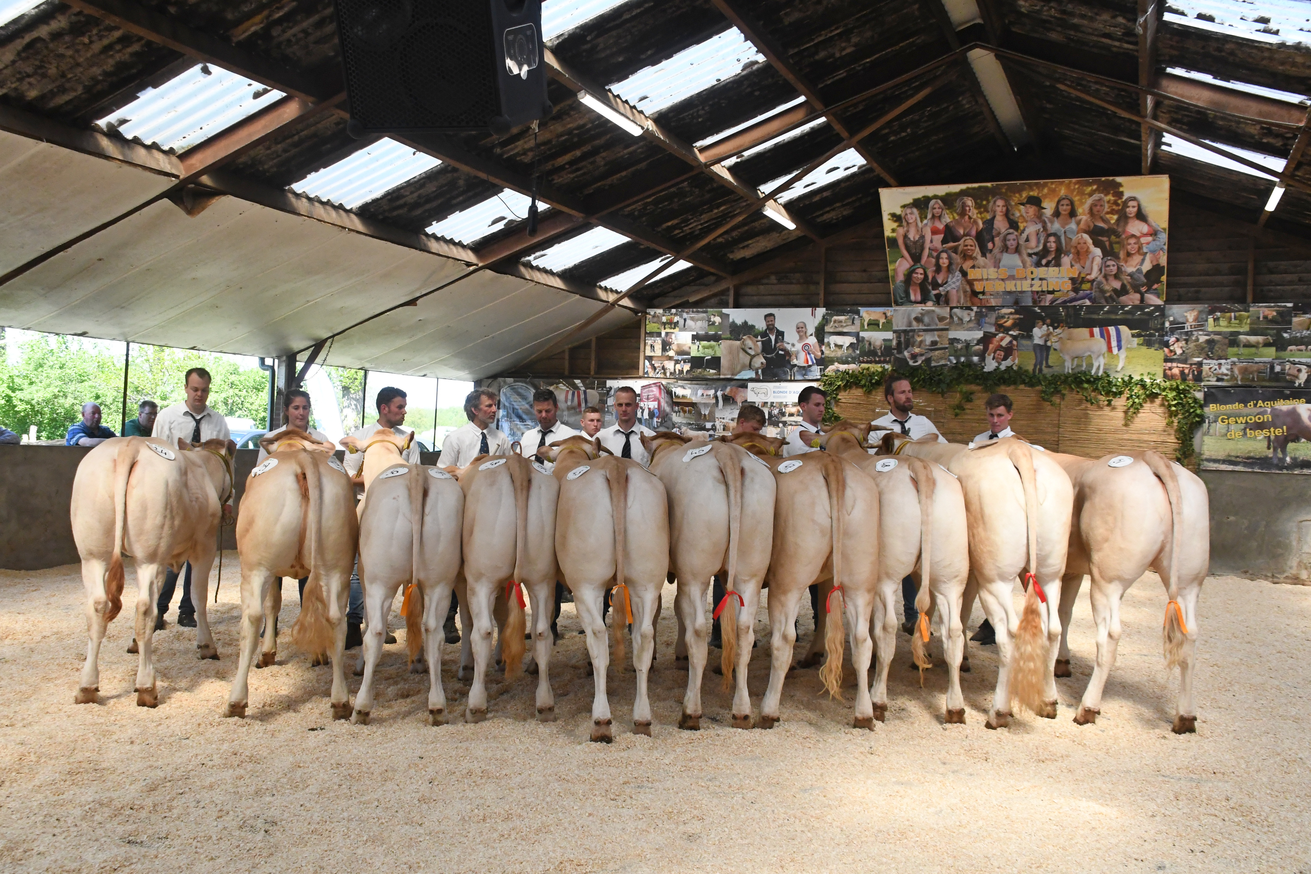 Vraagprogramma jongveekeuring 9 mei Koekange