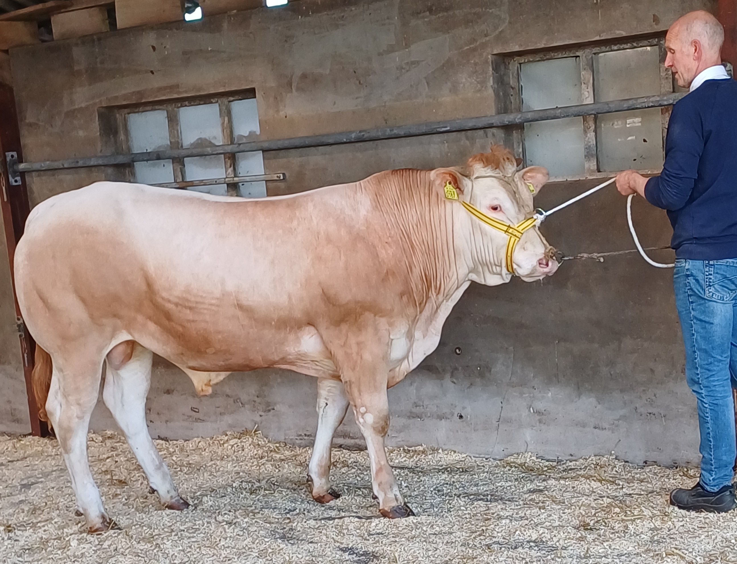 BAC stieren ingeschreven