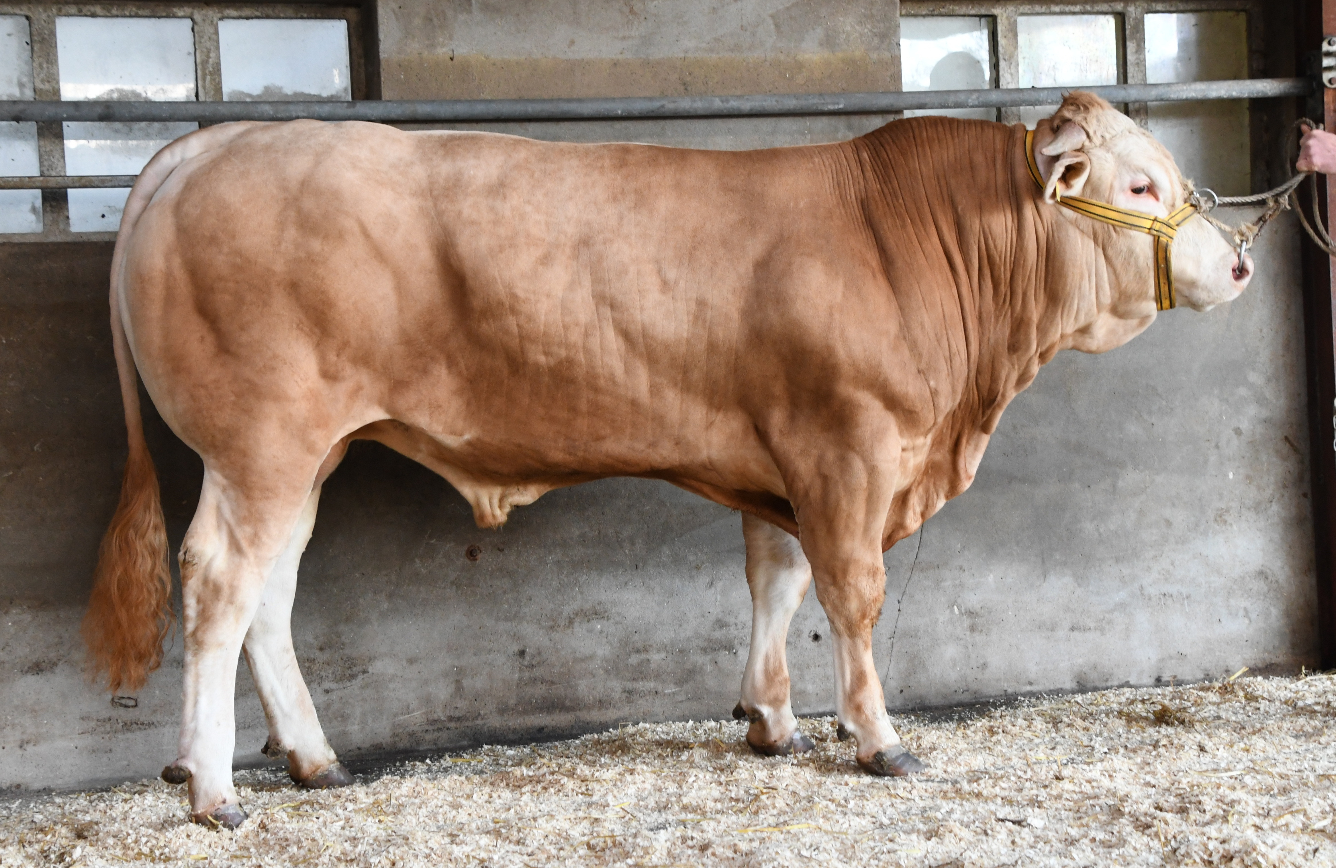 Foto's van de BAC veilingstieren