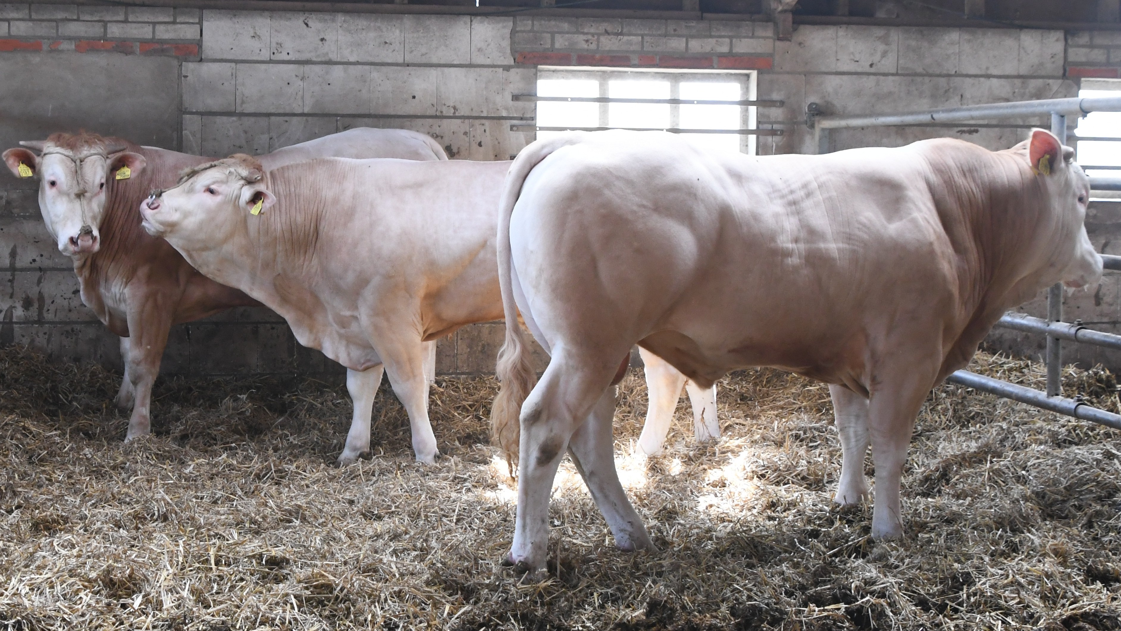 Bijzondere groep BAC veilingstieren