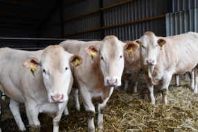 Fraaie Blondes bij Klein Hofmeijer