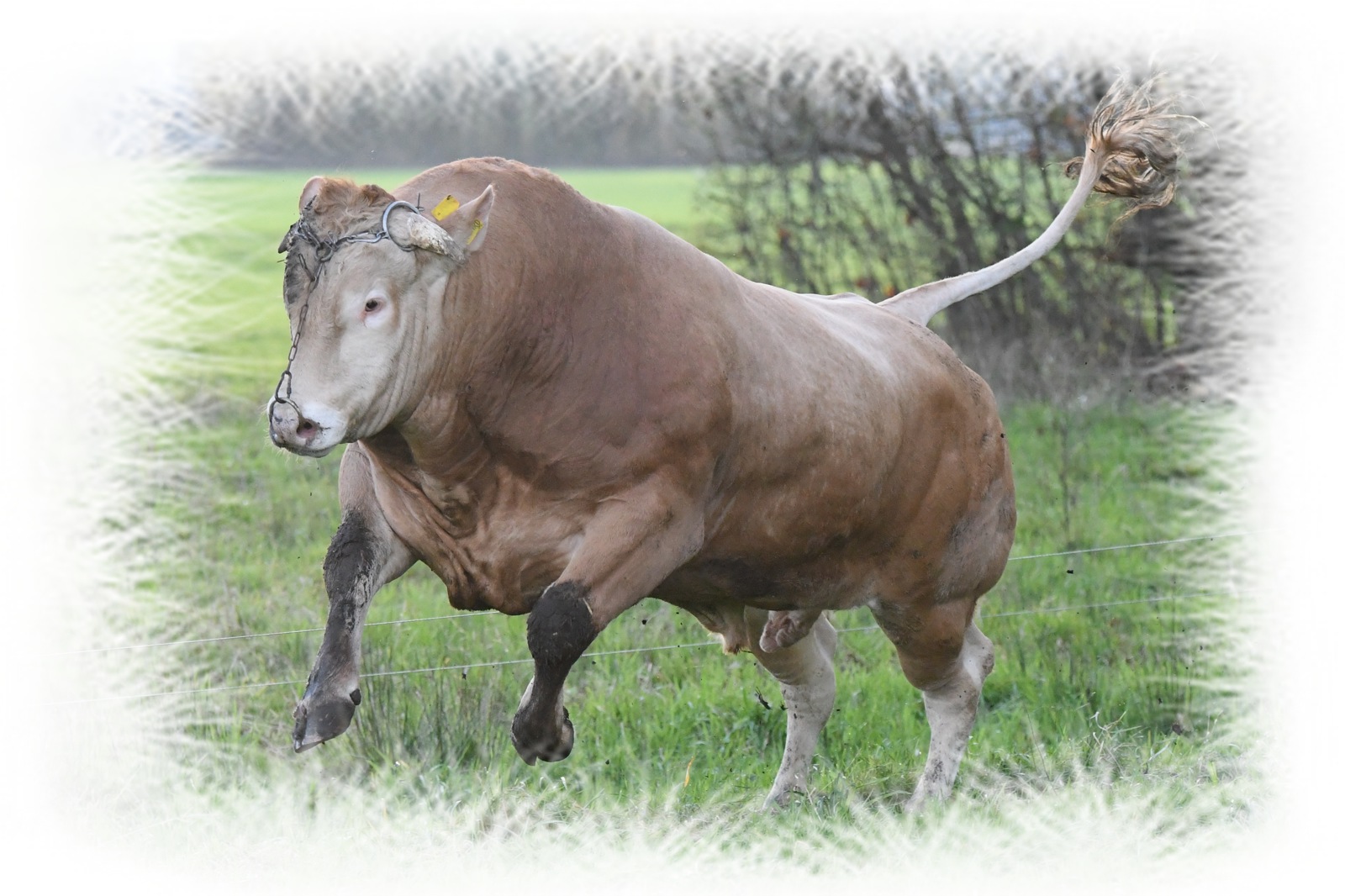 Vrijdagavond 8 mei gezellige avond op de Boerlanderij