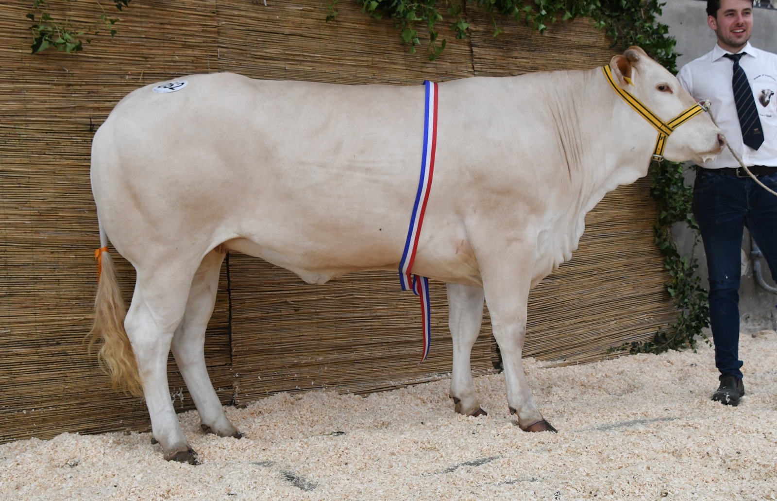 Valexia van de Woeste Hoeve algemeen kampioen in Koekange