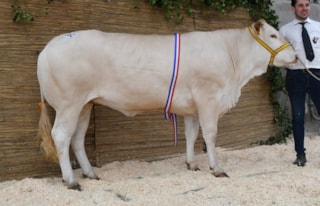 Valexia vd Woeste Hoeve kamp  1jr en ouder