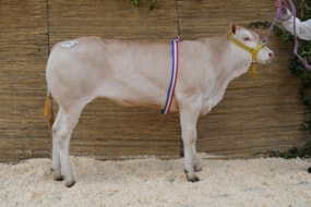 Annelotte kamp tot 1 jr