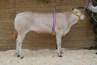 Annelotte kamp tot 1 jr