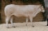 Valexia van de Woeste Hoeve
