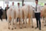 groep Berkhout Blondes