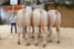 groep Erve Wiecherdinck