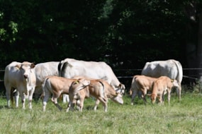 kleine koppel