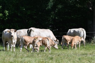 kleine koppel