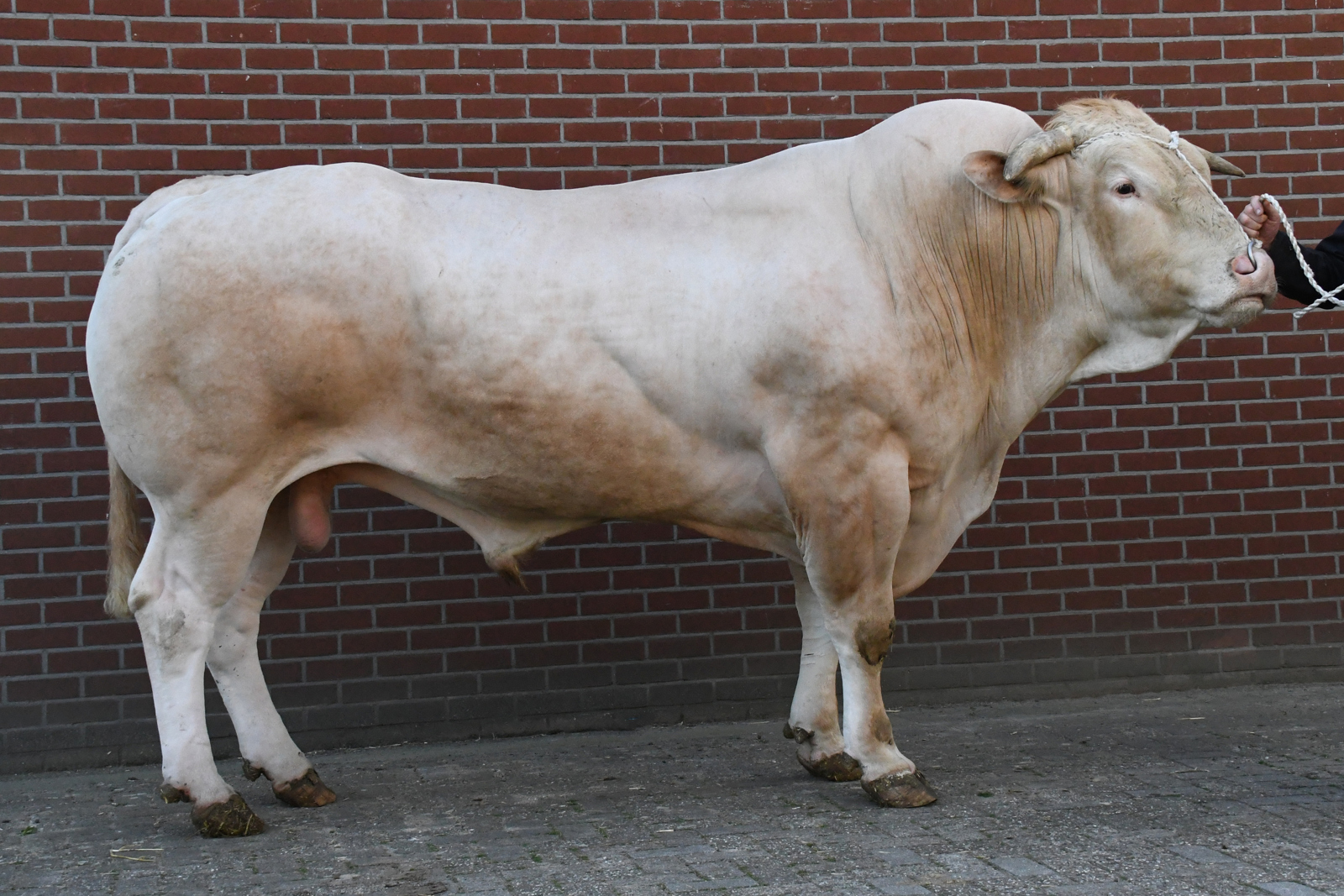 Nieuwe fokwaarden exterieur Blonde d'Aquitaine stieren