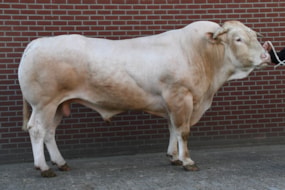 Beurntje Melchior