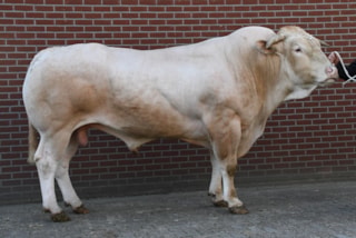 Beurntje Melchior