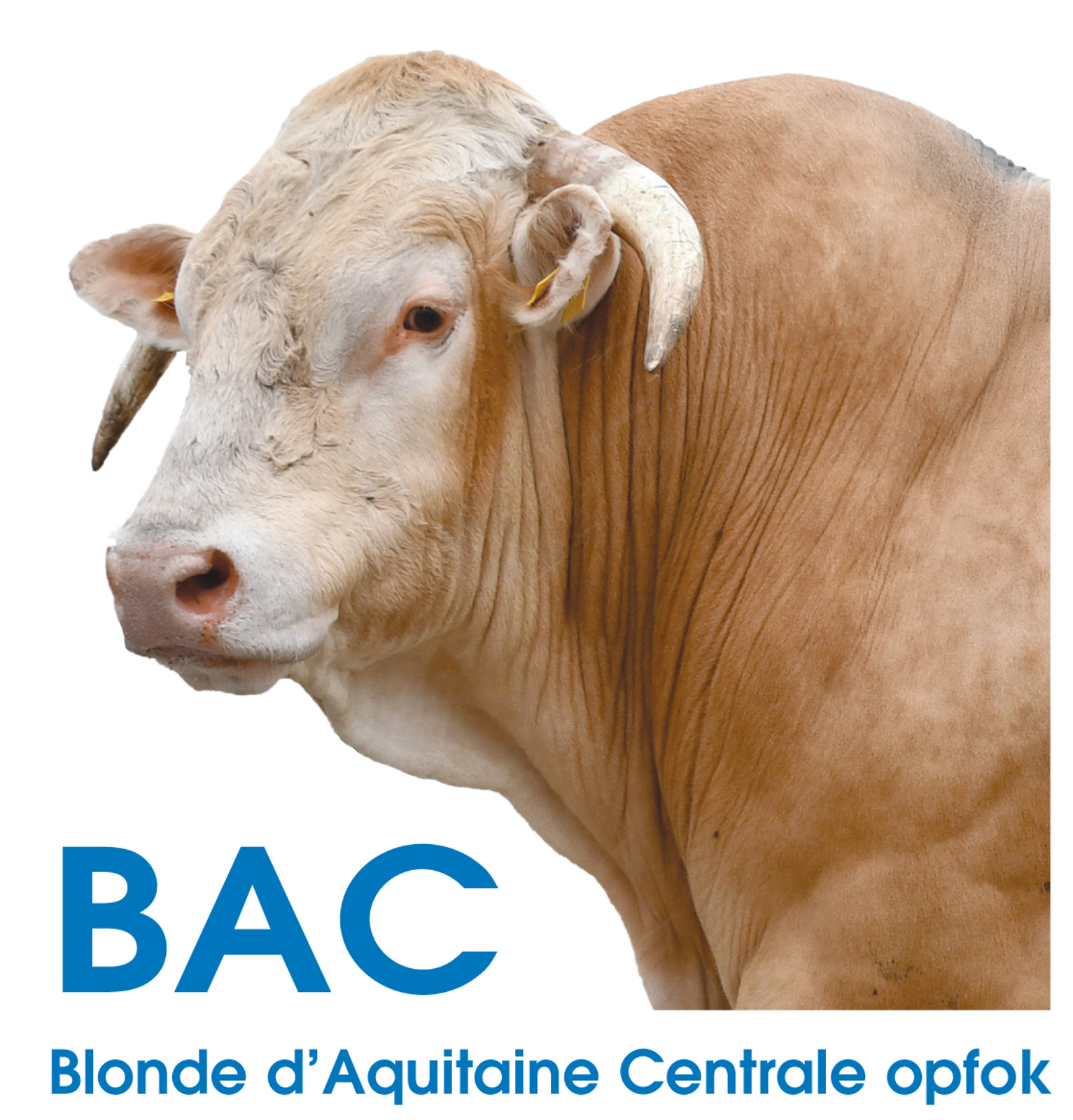 Foto's BAC veilingstieren online