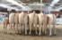 groep de Woeste Hoeve
