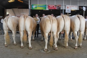 groep Hoeve Druivendaal