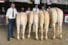 groep Berkhout Blondes