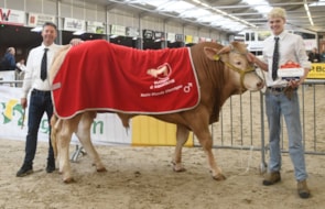 Alfa vd Woeste Hoeve beste slachteigenschappen mnl