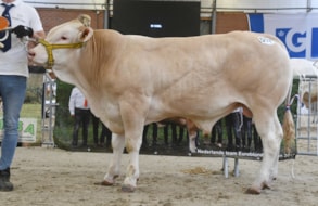 Aristote